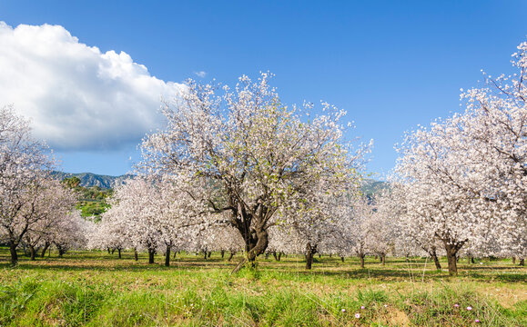 Almond trees blooming in orchard against blue, Spring sky. Datca, Mugla, Turkey