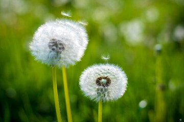 Naklejka premium dandelion in grass