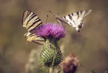 butterfly on flower