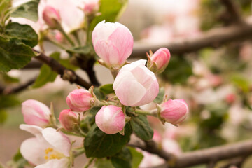 Blooming Apple tree in spring. Close up. Selective focus.