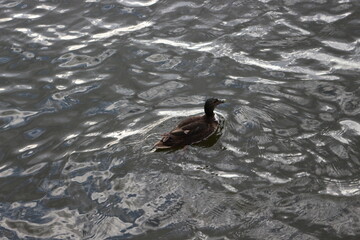 
Wild duck swims in the dark water of the lake