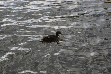 
Wild duck swims in the dark water of the lake