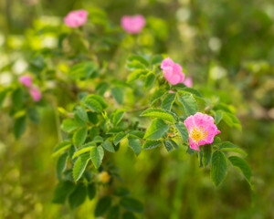 Background of the flower of  branch hedge rose 
