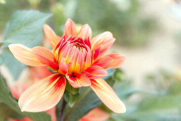 Fototapeta premium Background with dahlia flower in the garden