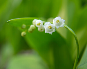Background of the branch of lily of the valley
