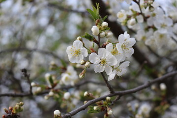 
White flowers bloom on cherry plum tree in spring garden