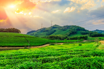 Fototapeta premium Green tea mountain at sunset,tea plantation natural background.