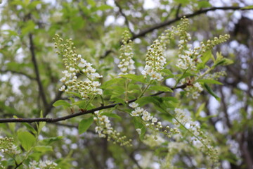 
White clusters of flowers bloom on the bird cherry tree in the spring garden
