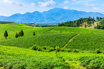 Fototapeta na wymiar Green tea plantation.agricultural field nature background.