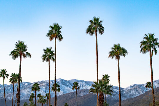 Snow and Palms - Snow dusts the San Jacinto mountains in contrast to the palm trees outside Palm Springs, California. © Tom Dorsz