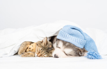A fluffy Malamute puppy lies under a white blanket in a blue cap next to a tabby cat