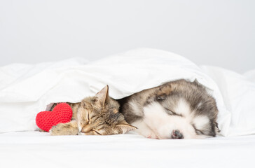 Fototapeta na wymiar A fluffy Malamute puppy lies next to a tabby cat on a bed under a white blanket with plush hearts in its paws