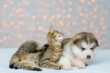 Malamute puppy lies in an embrace with a cat against the background of Christmas lights. The puppy yawns