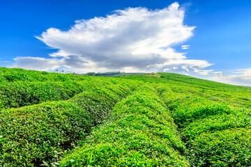 Green tea plantation.agricultural field nature background.