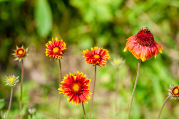 Yellow-red Gaillardia flowers with a bee on a sunny day