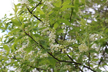 Fototapeta premium White clusters of flowers bloom on the bird cherry tree in the spring garden