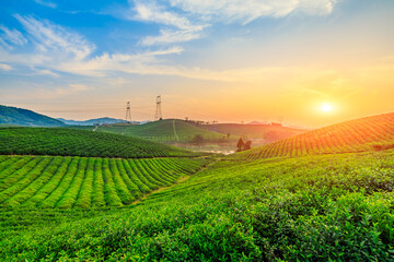 Fototapeta na wymiar Green tea mountain at sunset,tea plantation natural background.