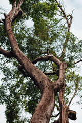 Fototapeta na wymiar Tree trunk seen from below