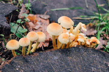 Mushrooms in the woods
