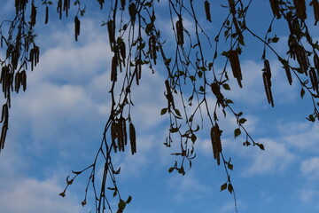 
Birches bloomed in the spring forest Their flowers are like earrings