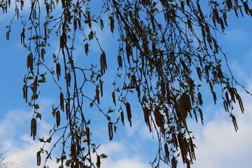 
Birches bloomed in the spring forest Their flowers are like earrings