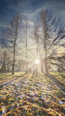 słońce pomiędzy drzewami - obrazy, fototapety, plakaty