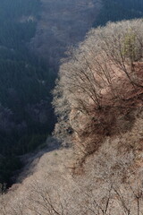 Winter withered mountains seen from the ridge (dead trees)(mountains)(late autumn / early winter) 稜線から見る冬枯れの山々 (枯れ木)(山脈)(晩秋/初冬)(縦構図)