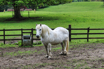 Obraz premium Caballo blanco en la pradera.