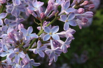 lilac branch with flowers close-up summer lilac background spring