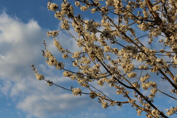 
White flowers bloom on cherry plum tree in spring garden