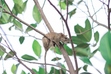 Single rat or mouse (Rattus) is clamber on the branch of tree