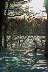 Gegenlichtsituation im Wald