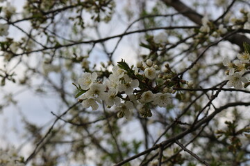 
White flowers bloom on cherry plum tree in spring garden