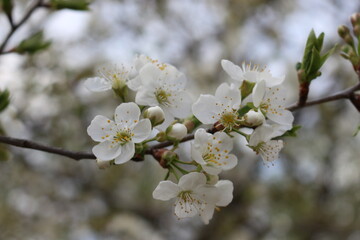 
White flowers bloom on cherry plum tree in spring garden