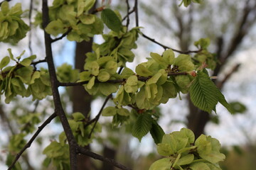 
The tree bloomed in spring with round-shaped flowers