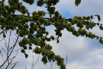
The tree bloomed in spring with round-shaped flowers