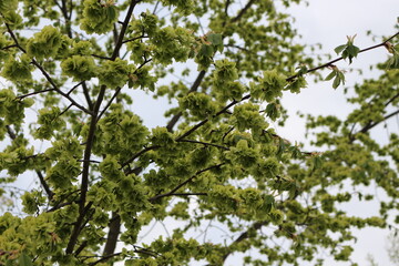 
The tree bloomed in spring with round-shaped flowers