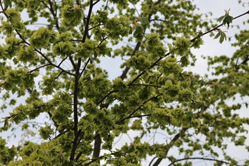 
The tree bloomed in spring with round-shaped flowers