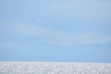 Fototapeta premium A Bird Flying Over Ocean Water