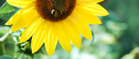 pszczoła zbierająca nektar na słoneczniku - obrazy, fototapety, plakaty