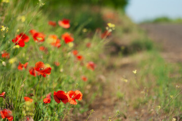 Spring poppy field with a country road.