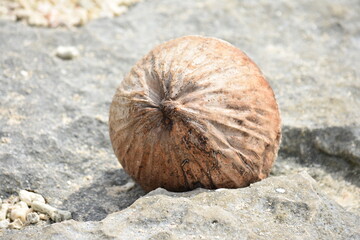 A Coconut Seed On Beach