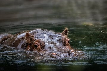 Fototapeta na wymiar a hippo swimming