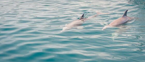 rodzina delfinów w oceanie indyjskim - obrazy, fototapety, plakaty