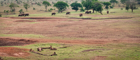 stado słoni na tle afrykańskiej sawanny