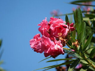 Closeup shot of pink oleander flowers against the blue sky