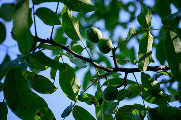 Green walnuts on a branch with leaves.