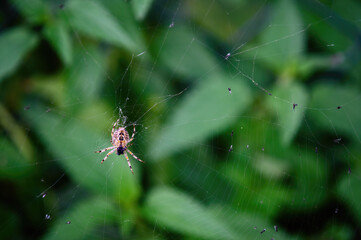 The bottom of a spider on a web with nettle leaves in the background.