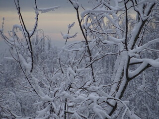 snow covered branches