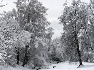 snow covered trees